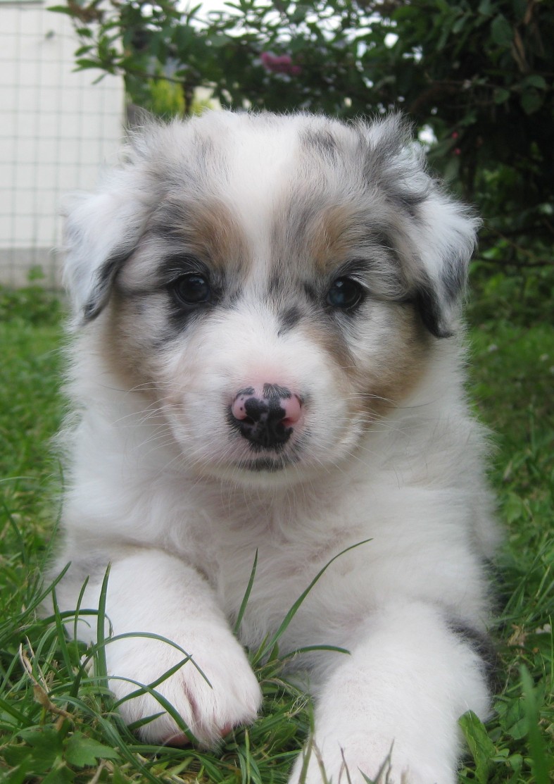 Blue_Merle_Rde_6_Wochen_